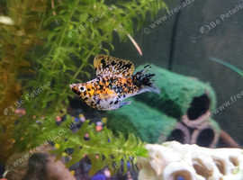 2 x adult male Molly's and 4 babies the mum died