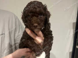 Maltipoo pups DNA CLEAR