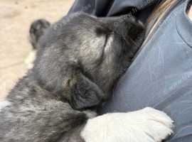 3 beautiful female Caucasian Shepherd puppies