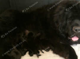 Pedigree Newfoundland female puppies