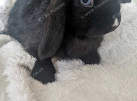 Mini lop