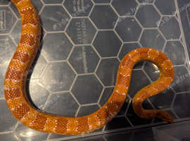 Corn snake with 4ft vivarium