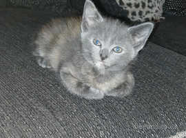 Beautiful girl kitten available now in clay cross