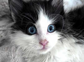 Beautiful blue eyes Maine coon TICA pet/active