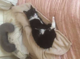 Baba missing sleek fur, gimpy hind leg, a Tom, from prudhoe castle fields area