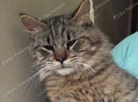 Join Our Waiting List for a 2025 Pixiebob kitten