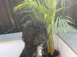 Old English sheepdog x labradoodle