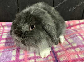 Stunning mini lion lop girls