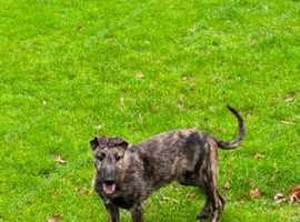 English Deerhound