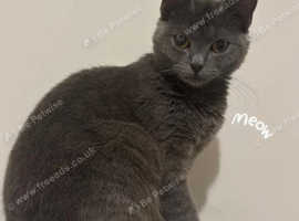Female 8mth old