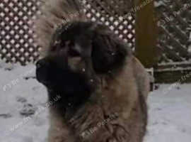 Female spayed caucasian shepherd