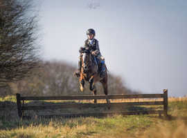 12.2 6yo Welsh Section C Gelding