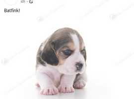 Beautiful beagle puppies for sale