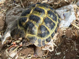 Young Horsefield Tortoise For Sale in Dawlish EX7 on Freeads ...