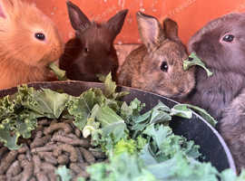 Rex and lion mixed Bunnies for sale