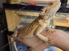 One year old female bearded dragon