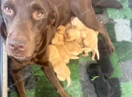 Mixed Litter Of Labrador Retriever Puppies