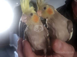 Hand reared tame baby cockatiels