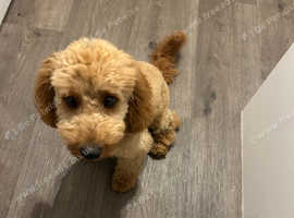 8 month Cavapoo