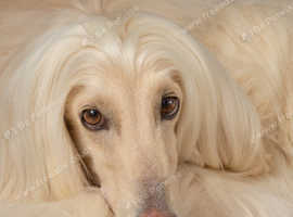Afghan Hound