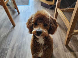 Gorgeous 7 month old Pup