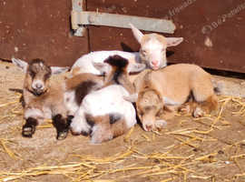 Disbudded Pygmy Kids