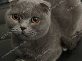 Beautiful loving Scottish fold female