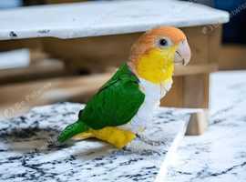 Baby yellow head Caique Glasgow