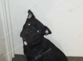 Black American bulldog crossed with a shar pei