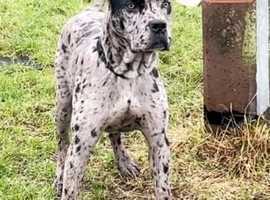 Merle cane corso on sale puppies for sale