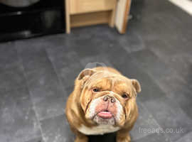 English bulldog best sale shelter near me