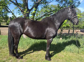 Fresian X, 11 year old mare
