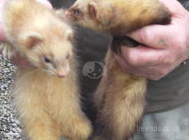 One polecat hob,two Jill's need new homes
