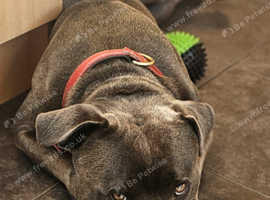 Blue staffy for stud