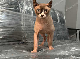 Sphynx Stud male