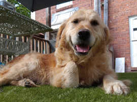 Golden Retriever female