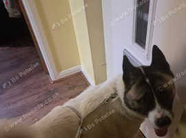 Akita femal3 2yrs