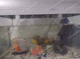Gold fish, tank accessories.