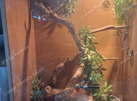Hog island boa constrictor