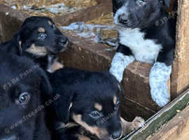 Collie puppies for sale