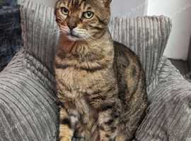 MISSING Male Bengal Cat with torn tip of right ear