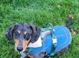 Male dachshund