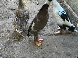 Trio Indian runners