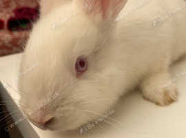 White,red eye baby rabbit