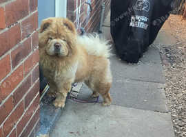 Chow chow