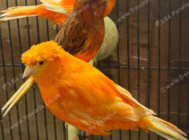 Canaries