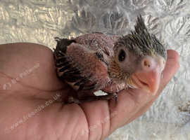 Beautiful Healthy Cockatiel Baby in Watford on Freeads Classifieds