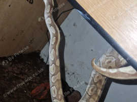 Ball python and corn snake