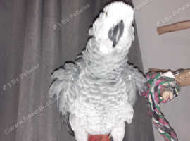 African Grey parrot forsale
