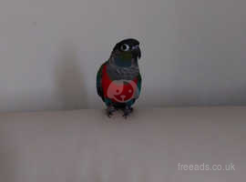 Red bellied conure